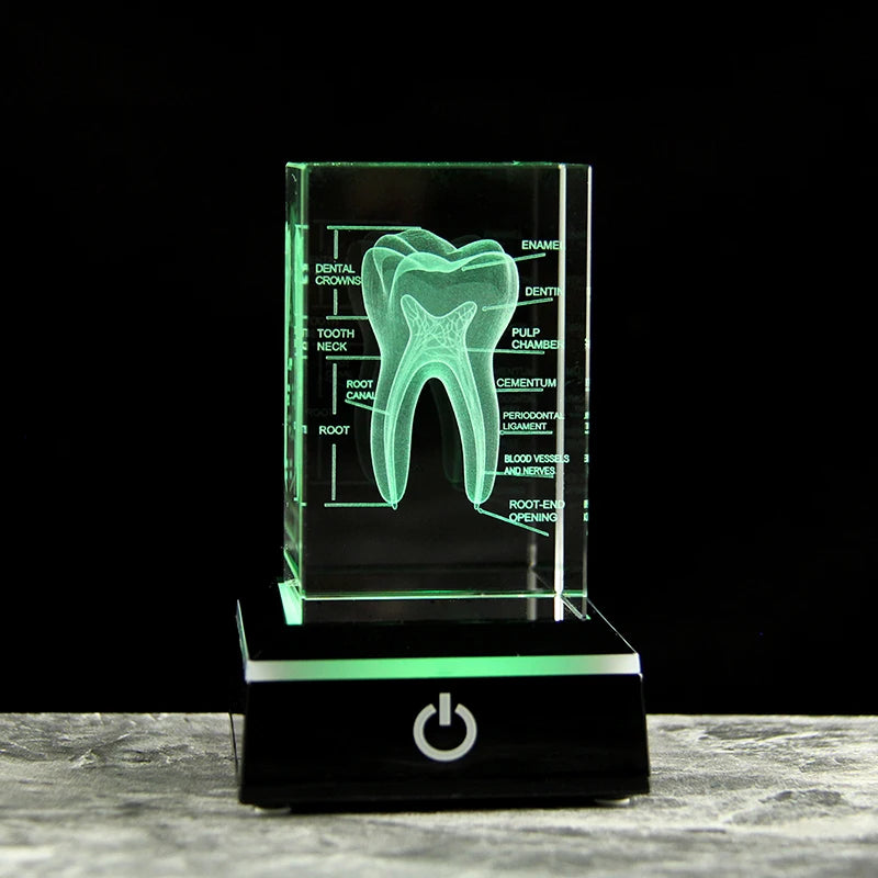 3D 歯科モデルフィギュア｜学習用・インテリア