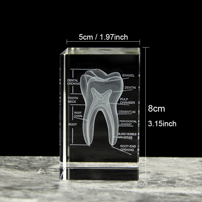 3D 歯科モデルフィギュア｜学習用・インテリア