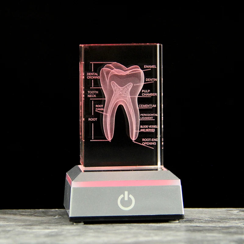 3D 歯科モデルフィギュア｜学習用・インテリア